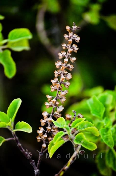 What Is Tulsi Uses Benefits Recipes With Tulsi Leaves Artofit