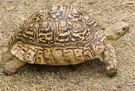 Qualities Of Egyptian Tortoise Sulcata Tortoise