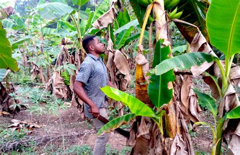 Becoming A Successful Plantain Farmer 2scale
