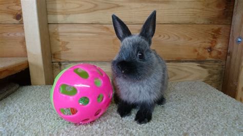 Everything You Need To Know About The Netherland Dwarf Rabbits Dwarf
