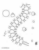 Coloring Centipede Millipede Template Animal Popular sketch template