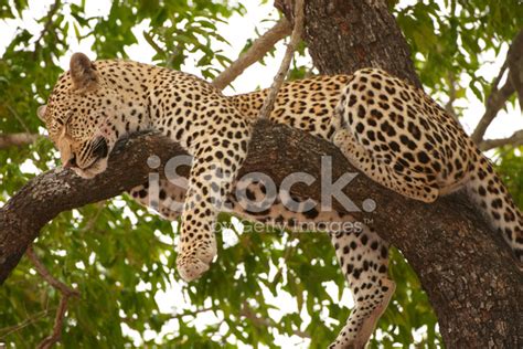 Foto De Stock Leopardo Durmiendo En El Árbol Libre De Derechos