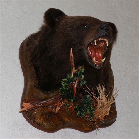 Siberian Brown Bear Taxidermy Head Shoulder Mount Taxidermied