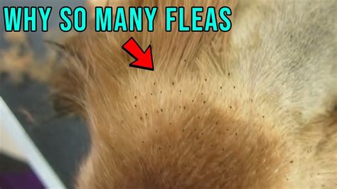 Why My Dog Has Fleas All The Time Youtube