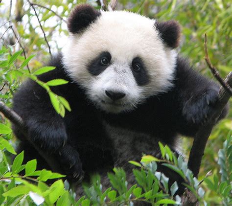 Cute Pandas Pandas Photo 22122897 Fanpop