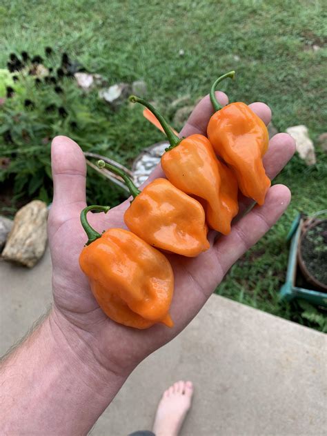 Some Of The Best Habaneros Ive Ever Grown And These Are Just The First