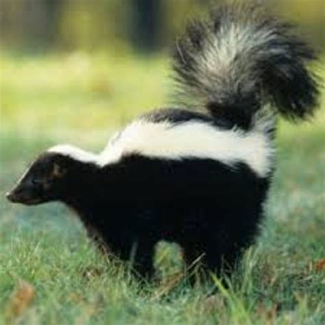Skunks are small, furry animals with black and white stripes. 10 Interesting Skunk Facts | My Interesting Facts