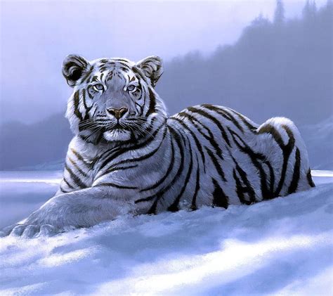 Top More Than Siberian Tiger Hd Wallpaper Latest Tdesign Edu Vn