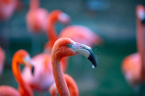 Close Up Portrait Of Pink Flamingo Pink Flamingo Beauty Birds