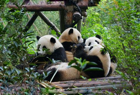Itinerary Chengdu 3 Hari 2 Malam Jalan Jalan Ke Peternakan Panda
