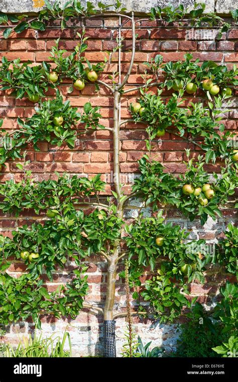 Apple Trees Being Fan Trained Or Espalier Style Along A Brick Wall