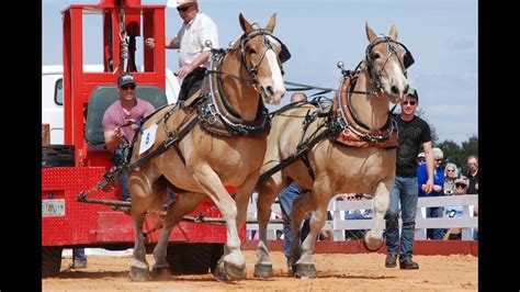 Gentle Giants National Championship Draft Horse Pull Youtube