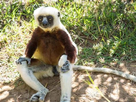 How To Visit The Lemur Park Outside Antananarivo Unusual Traveler