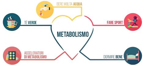 Metabolismo Que Es Tipos Funciones E Importancia Images