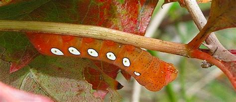 Caterpillars With Spots An Identification Guide To Spotted Caterpillars With Photos Dengarden