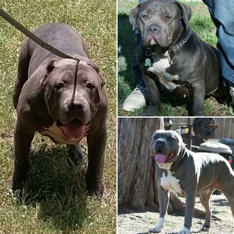 American Pit Bull Terrier Puppies For Sale | Austin, TX #223061