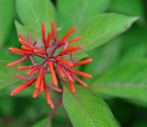 Hamelia Patens Mexican Fire Bush Robert Mitchem Flickr