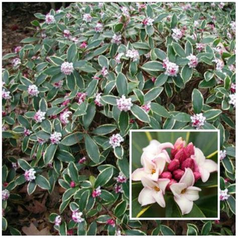 We've picked out our favorite 10 types of shrubs that perform great in the shade. 146 best images about Zone 5 Deer-resistant Plants on ...