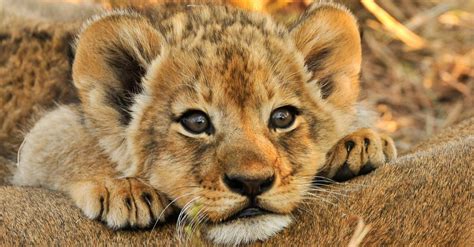 Baby Lions 5 Lion Cub Pictures And 5 Facts A Z Animals