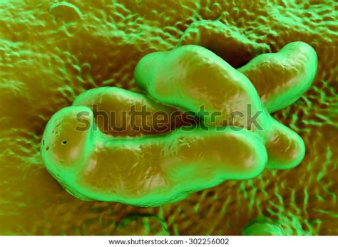 Campylobacter Jejuni Bacteria Stock Illustration 302256002 Shutterstock
