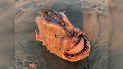 Stuff Of Nightmares Rare Deep Sea Anglerfish Washes Ashore On