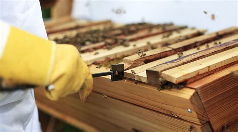 Making frames of different depths at the same time can result in wastage of wood if you make a mistake and say put a medium depth sidebar where the other. Top Bar Hive Management -Bee Built