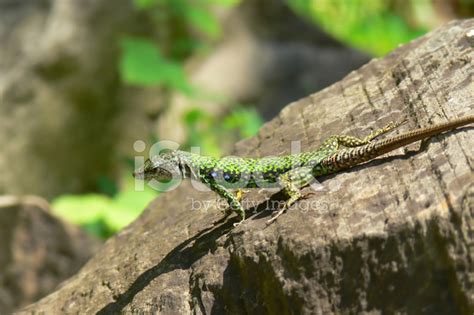 Green Lizard Stock Photo Royalty Free Freeimages