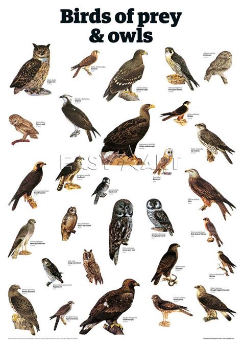Sorry, no results were found King & McGaw | Birds of prey, Backyard