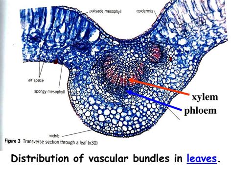 Ppt State The Functions Of Xylem And Phloem Powerpoint Presentation