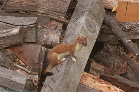 Weasels 6 Exploring Nature