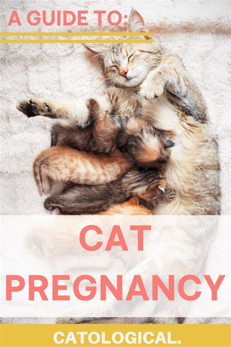 Is Your Cat Pregnant Read This To Learn Everything You Need To Know To