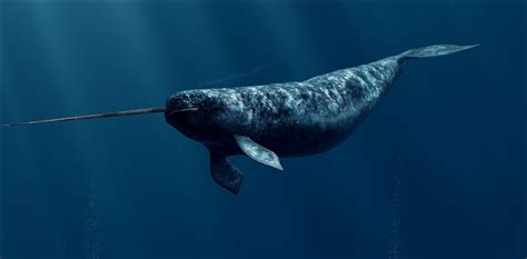 Narwhal The Unicorn Of The Sea Earth Blog