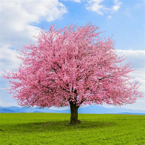 Kwanzan Japanese Flowering Cherry Tree 8 14 Tall Pot Prunus Kanzan
