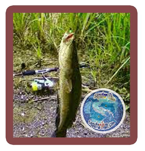 balebete baunajuku: Tips Memancing Ikan Gabus