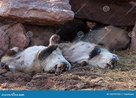 Funny Sleeping Badgers Stock Photo Image Of City Animal 143191922