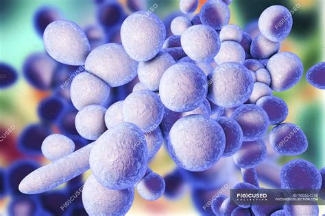 Unicellular Fungus Candida Auris — C Auris Medical Stock Photo