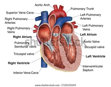 Heart Anatomy Cross Section Part Study Stock Illustration