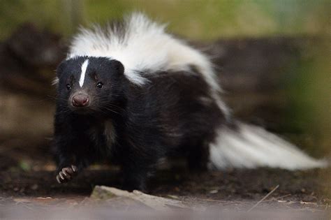 Check spelling or type a new query. Here's Why Everywhere Smells Like Skunk