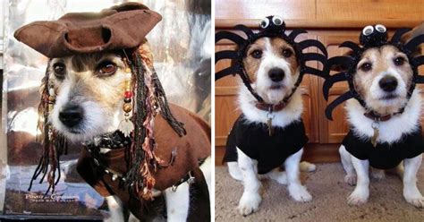 Best Halloween Costumes For Jack Russell Terriers The Paws