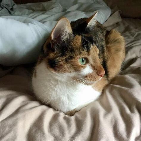 My Pretty Calico Loaf Cats Cat S Calico