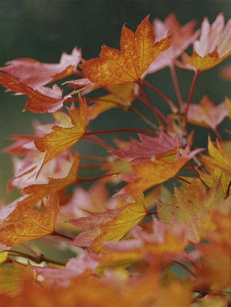18 Japanese Maple Trees Youll Definitely Want To Plant In Your Yard