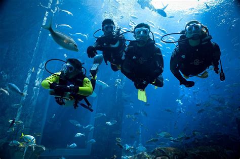 Dubai Scuba Diving - Fujairah Diving 4 hours - from AED 400 | Al Nahdi ...