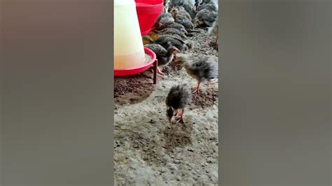Titi Murgi Titir Murgi Palan Titir Bird Farming Titi Murgi Viral