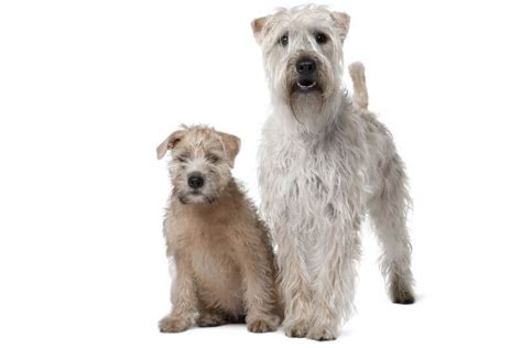 Check spelling or type a new query. The Cost of a Soft Coated Wheaten Terrier (with Calculator) - PetBudget | Pet Costs & Saving Tips