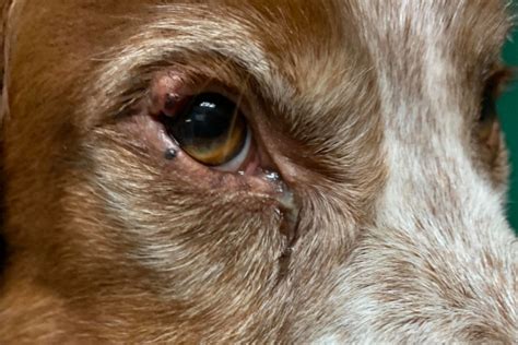 Dog Eyelid Tumors Types And Treatments Dr Buzbys Toegrips For Dogs