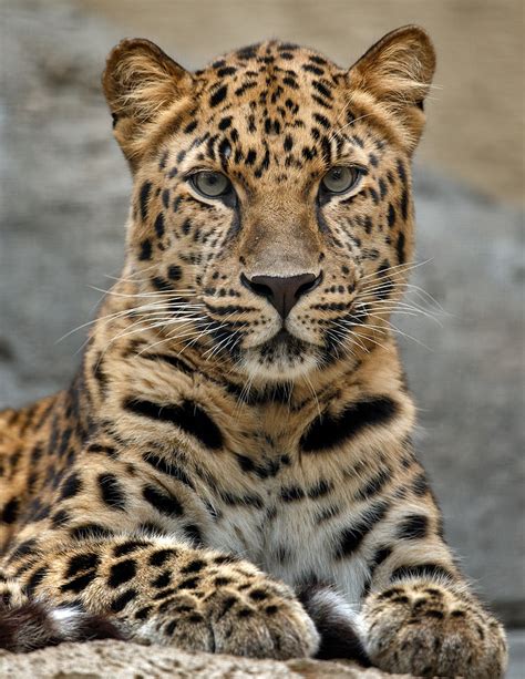 Amur Leopard10q7342 Amur Leopard San Diego Zoo July 20 Darrell
