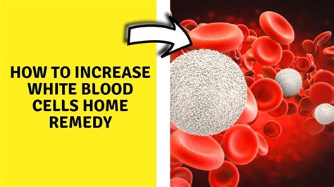 How To Increase White Blood Cells Home Remedy How To Increase Your