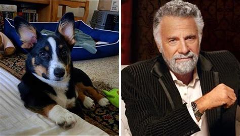 People Are Posting Their Dogs Look Alikes For An Online Challenge 92