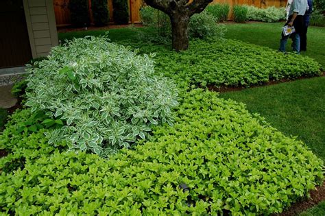 Tired of mowing that lawn? pachysandra | Evergreen Ground Cover Plants | Garden ...