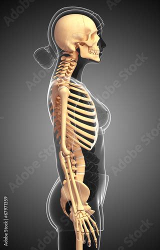 Female Human Skeleton Back